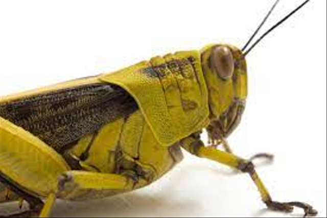 Mengapa belalang dan jangkrik termasuk kategori hewan yang mengalami metamorfosis tidak sempurna