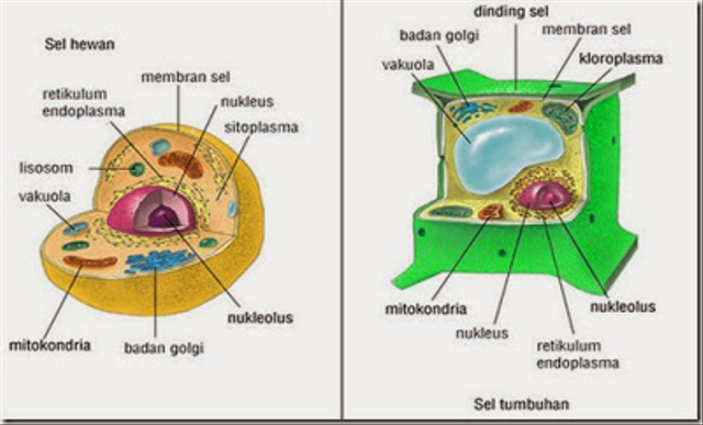 Perbedaan Sel Hewan dan Sel Tumbuhan yang Lengkap