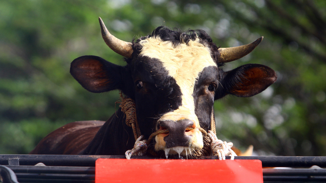 Seekor sapi kurban yang dibeli Presiden Joko Widodo berada di dalam truk saat serah terima dari peternak ke Pemerintah Provinsi Kalimantan Barat di Pontianak, Kalimantan Barat, Selasa (13/7/2021). Foto: Jessica Helena Wuysang/ANTARA FOTO