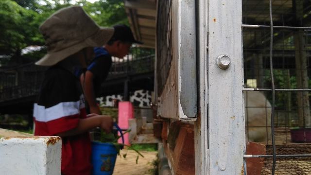Rekreasi Sambil Belajar di D'Kandang Amazing Farm (39091)
