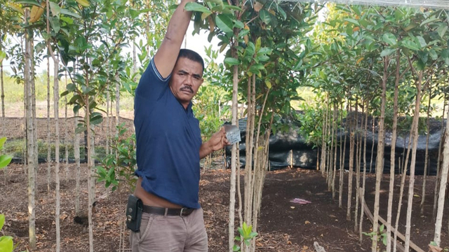 Solihin (46), warga Bengkalis, membibitkan tanaman geronggang. Tanaman ini ditanam di lahan gambut guna mencegah Kebakaran Hutan dan Lahan (Karhutla).