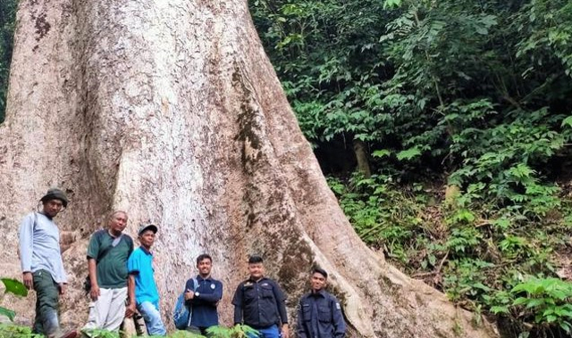 Pohon besar yang tumbuh di Kabupaten Agam, Sumatera Barat. Foto: dok BKSDA