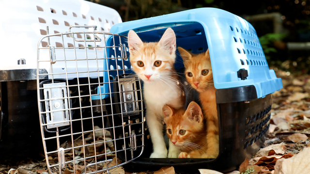 Shelter untuk kucing liar di Lebanon. Foto: Mohamed Azakir/REUTERS