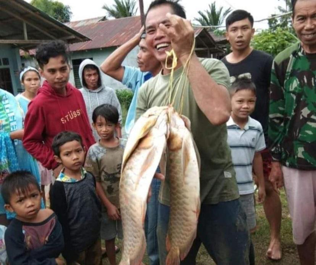 Warga mendapatkan ikan arwana, yang lepas dari tambak. Foto: Dok Hi!Pontianak