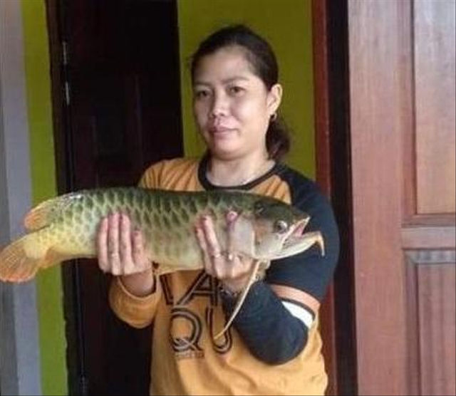 Ikan Arwana Puluhan Juta Lepas Terseret Banjir, Jadi Santapan Warga di Kalbar (1)