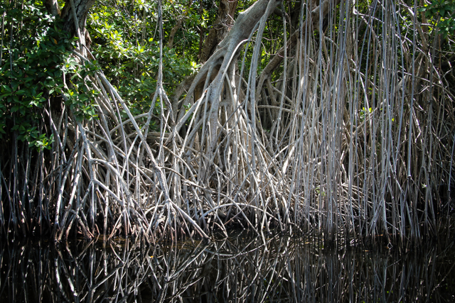 ilustrasi mangrove. Foto: Freepik.com/mb-photoarts