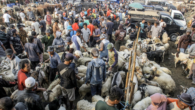 Foto: Ngeri-ngeri Sedap Kerumunan di Pasar Hewan Jonggol saat PPKM Darurat (897)