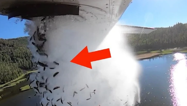 Viral Video Ribuan Ikan Terjun Bebas dari Pesawat Terbang, Ini Penjelasannya (7376)