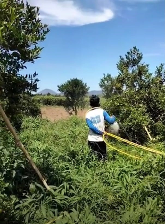 Lalat Buah yang Meresahkan Petani Jeruk di Tanah Karo (31152)
