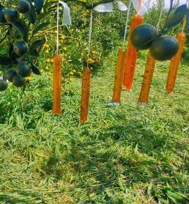 Lalat Buah yang Meresahkan Petani Jeruk di Tanah Karo (31154)