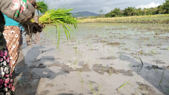 Petani di Wonogiri, Jawa Tengah yang sedang menanam padi. (Foto: Zikra Mulia Irawati)