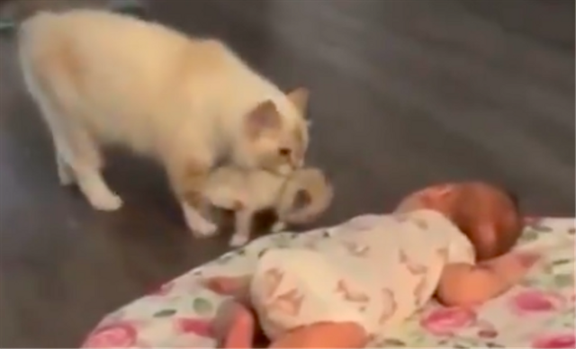 Bikin Gemas, Kucing Ini 'Perkenalkan' Bayinya dengan Bayi Manusia (55242)
