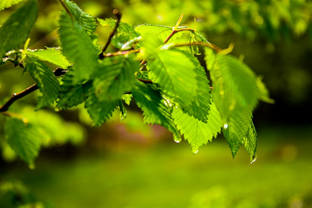 Proses fotosintesis yang melibatkan plastida. Foto: dok. https://pixabay.com/