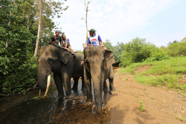 Gajah Sumatera jinak bersama mahout atau pengasuhnya di Pemerihan, TN Bukit Barisan Selatan. Foto: Harley Sastha