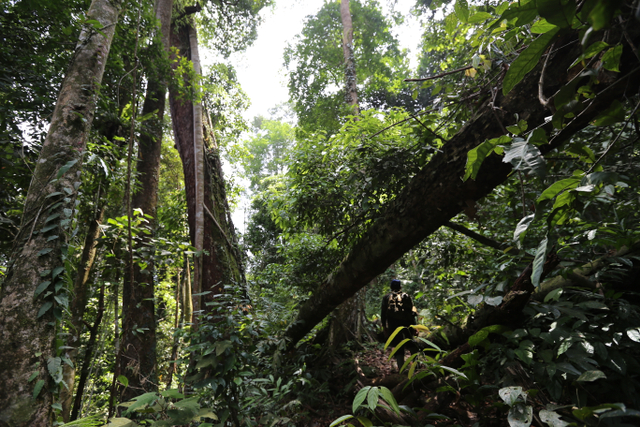 Trekking ke dalam hutan, salah satu aktifitas yang dapat kamu lakukan di TN Bukit Barisan Selatan. Foto: Harley Sastha