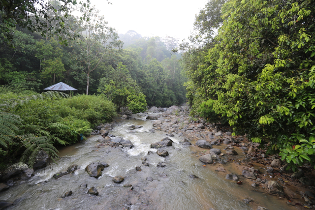 Sungai Way Asah dii lihat dari atas jembatan gantung di Kubu Perahu, TNBBS. Foto: Harley Sastha