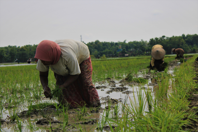 Buruh tani sedang menanam bibit padi. Foto: Nindi Widya Wati