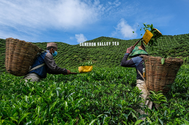 Dua pekerja migran memetik daun teh di Cameron Highlands di negara bagian Pahang, Malaysia. Foto: Mohd RASFAN / AFP