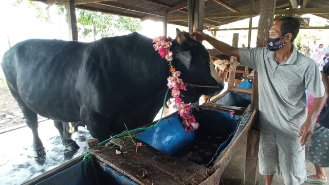 Sapi bernama Bolot dengan berat 1,8 ton yang disiapkan menjadi sapi kurban Presiden Joko Widodo di Polewali Mandar, Sulawesi Barat. Foto: Dok. Anto