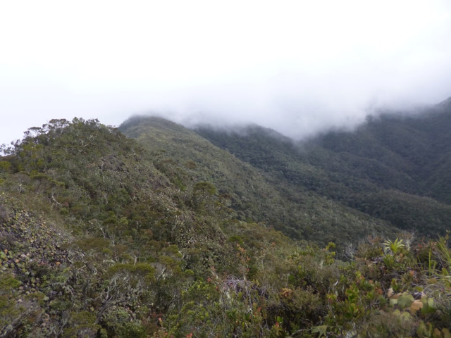 Sebagian Belantara Hutarn Hujan Tropis TN Gunung Leuser. Foto: Harley Sastha