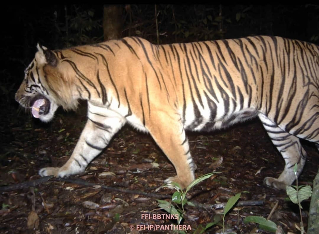 Harimau Sumatera di TN Kerinci Seblat Foto: Balai Besar TN Kerinci Seblat/Instagram: @bbtn_kerinciseblat