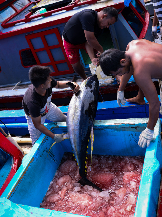 Aktivitas bongkar muat ikan tuna hasil tangkapan nelayan Aceh di Dermaga Ulee Cot, Gampong Lambung, Banda Aceh. Foto: Abdul Hadi/acehkini