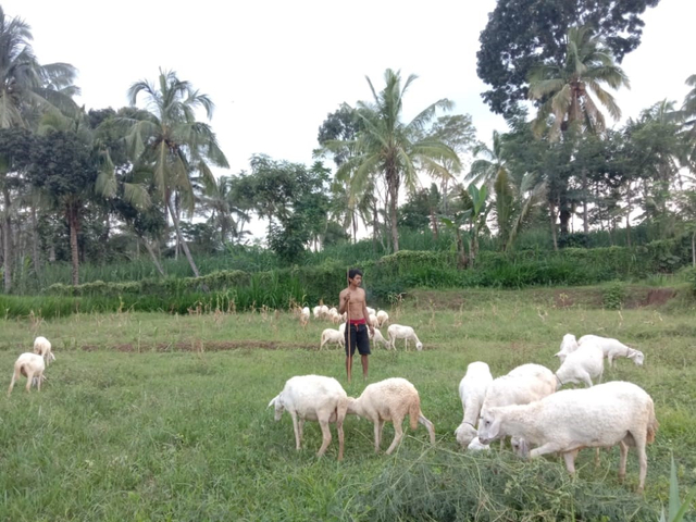 Peternak kambing di Kabupaten Ponorogo menjadi sasaran realisasi program PTDM oleh tim Unikama. Foto: dok