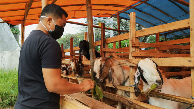 Beni Satya (31), salah seorang penjual kambing kurban di Malang tetap berjualan meski peminatnya mulai melesu di masa PPKM Darurat. Foto: Ulul Azmy