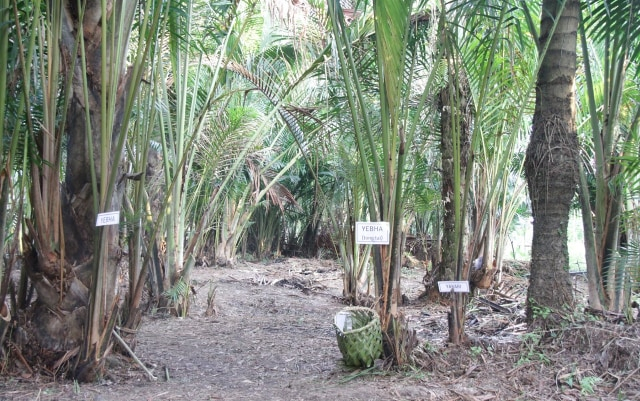 Pohon Sagu Sentani Terancam Punah (66536)