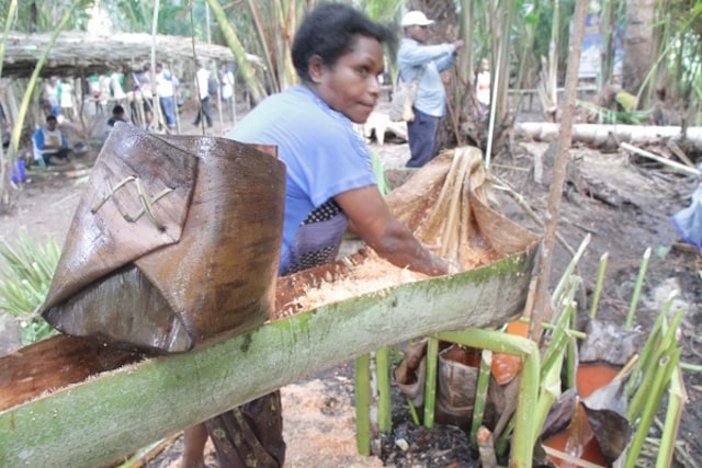 Pohon Sagu Sentani Terancam Punah (66538)