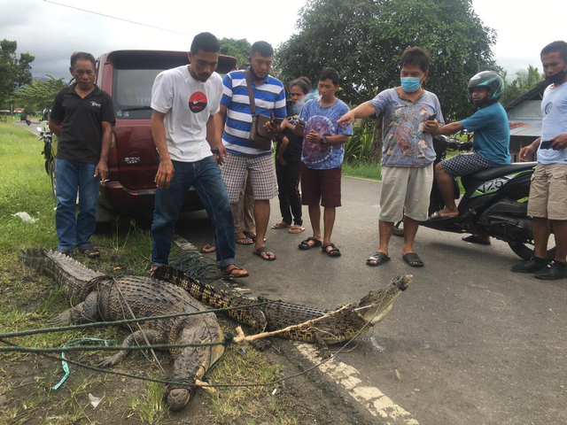 Warga Desa Damato, Kecamatan Jailolo Selatan saat menangkap dua ekor buaya. Foto: Samsul Hi Laijou/cermat