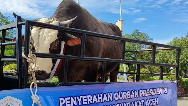 Sapi Kurban Jokowi untuk Warga Aceh Besar: Berat 1 Ton Lebih, Jenis Simental (993565)