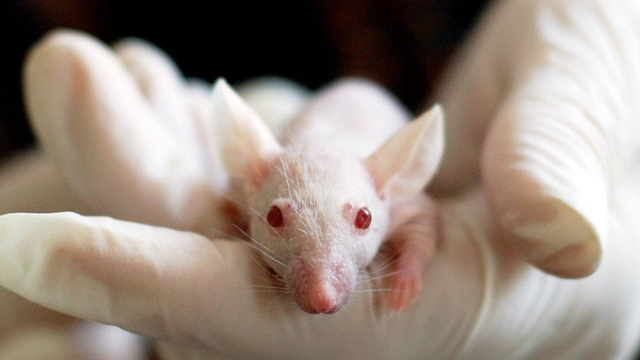 Ilustrasi tikus laboratorium. Foto: Pixabay