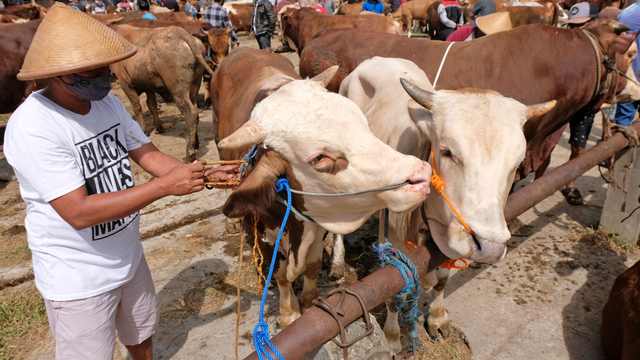 Ilustrasi sapi untuk kurban. Foto: Anis Efizudin/ANTARA FOTO