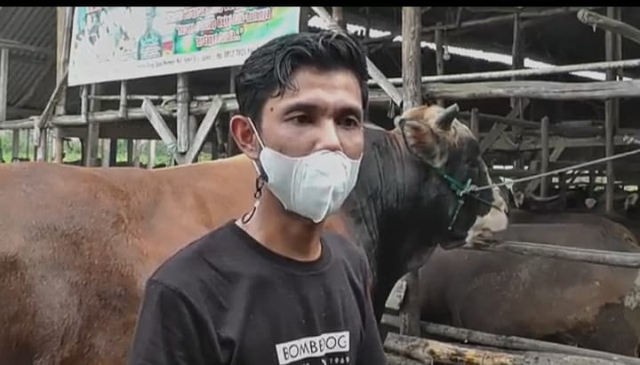 Peternak sapi di Palembang saat memperlihatkan sapi yang akan dikurbankan oleh Presiden Joko Widodo. Foto: Urban Id