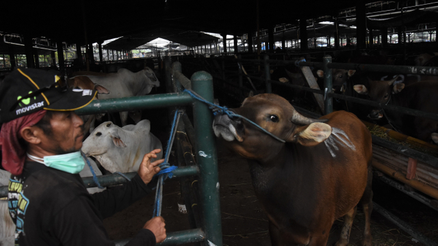 Pekerja merawat sapi untuk kurban di Rumah Pemotongan Hewan (RPH) PD Dharma Jaya, Cakung, Jakarta, Senin (19/7/2021). Foto: Indrianto Eko Suwarso/ANTARA FOTO
