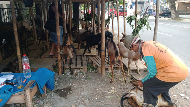 Salah satu penjual hewan dadakan di Jalan Veteran, Kota Solo