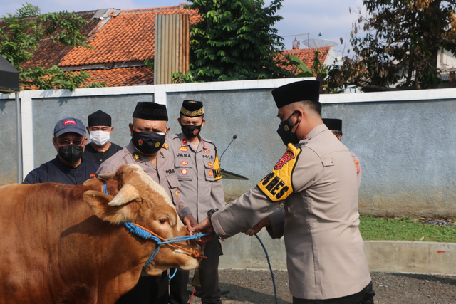 Polres Kuningan saat melaksanakan penyembelihan hewan kurban di Rumah Pemotongan Hewan Kabupaten Kuningan, Jawa Barat. (Andri)