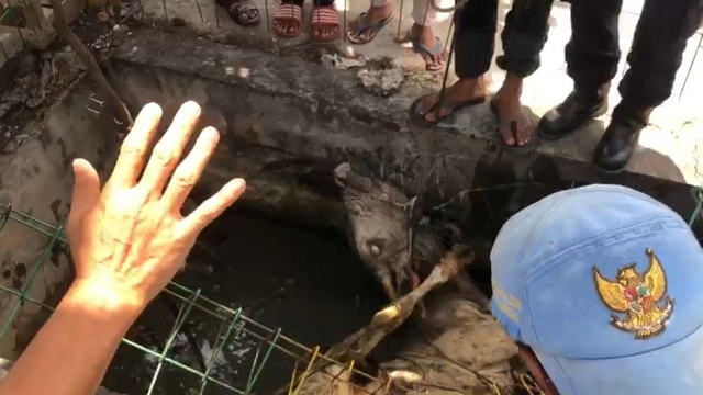 SAPI kurban yang kabur dari Masjid Al-Jihad, Jalan Melur, Sukajadi, Pekanbaru, berakhir di dalam parit usai dikejar selama 2 jam oleh panitia dan Tim Rescue Damkar, Selasa (20/7/2021). 