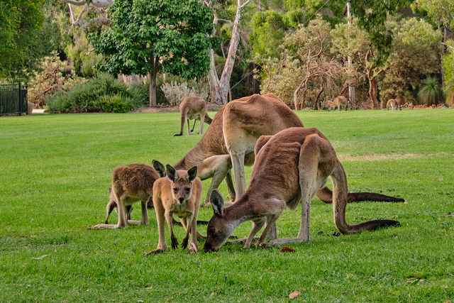 6 Destinasi Wisata Alam yang Wajib Dikunjungi Saat Traveling ke Australia Barat (37971)