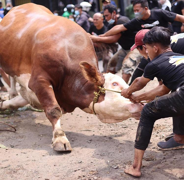 Sembelih 1.100 Hewan Kurban, Putra Siregar Pecahkan Rekor MURI (38170)