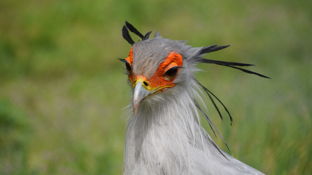 Burung sekretaris (Sagittarius serpentarius) memiliki bulu mata lentik. Foto: Miiiiina via Pixabay