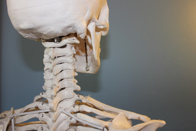 Tulang dada terdiri atas tiga bagian yaitu