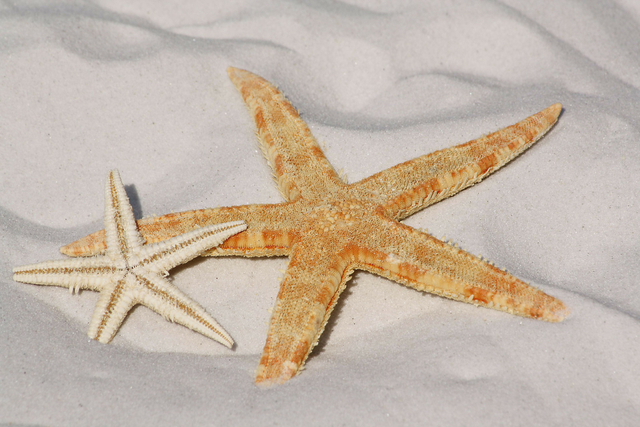 Echinodermata: Pengertian, Ciri, dan Sistem Organ (60562)