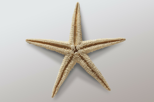 Echinodermata. Sumber: pixabay.com