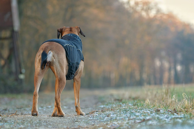 Mitos Ajag, Siluman Penghisap Darah yang Menyerupai Anjing (479406)