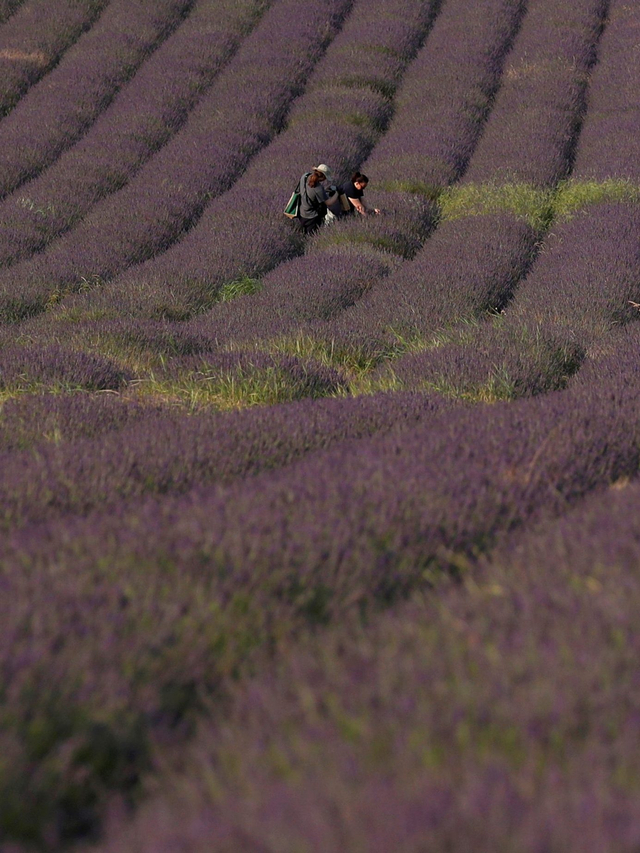 Wisatawan di pertanian Hitchin Lavender di Ickleford, Inggris. Foto: Peter Cziborra/Reuters