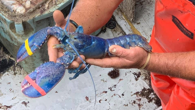 Nelayan tangkap lobster biru. Foto: Captain Joe and Sons via Facebook