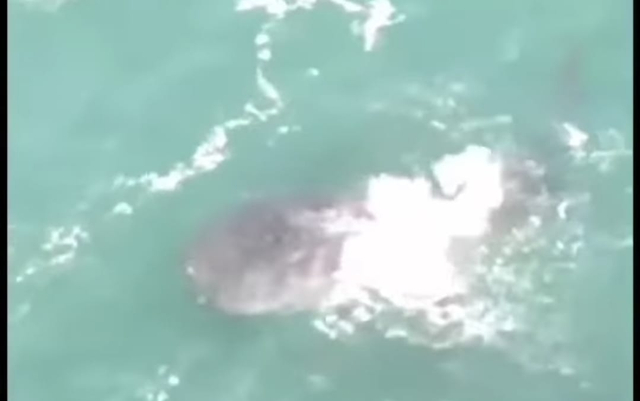 Kemunculan hiu paus di Pantai Gunungkidul yang viral di media sosial. Foto:istimewa