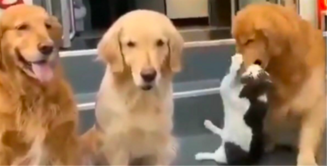 Bikin Gemas, Kucing yang 'Terpaksa' Berfoto dengan Kawanan Anjing (85246)